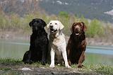 LABRADOR 1021
